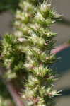 Smooth amaranth <BR>Smooth pigweed